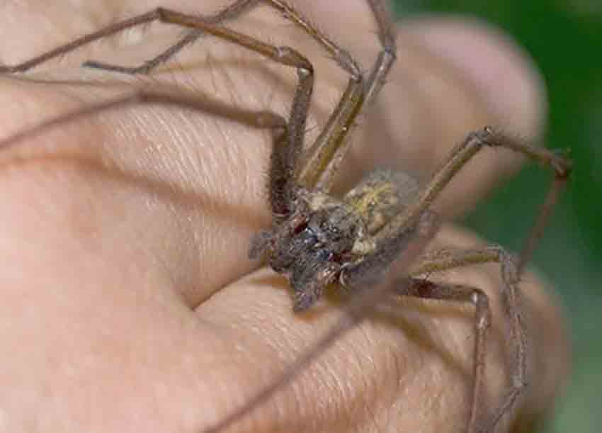 Spider Bites : How to Identify & Treatment