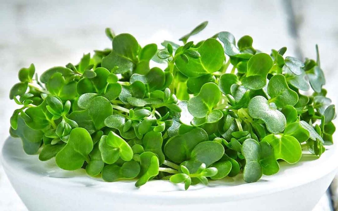 Watercress and it’s Amazing Benefits!