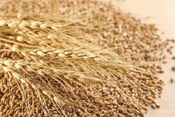 Triticale