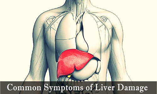 Common Symptoms Of Liver Damage