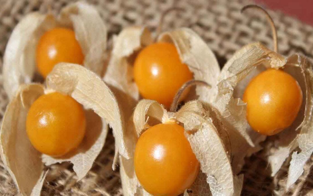 10 Amazing Health Benefits Of Eating Cape Gooseberries