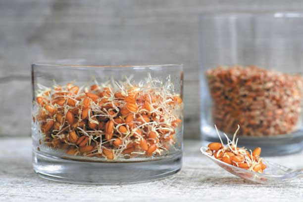 Whole Sprouted Grains