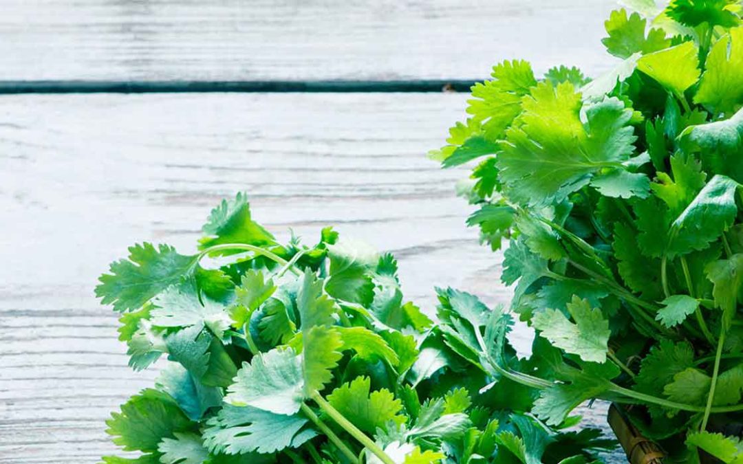 Coriander- Naturally Heals The Thyroid 