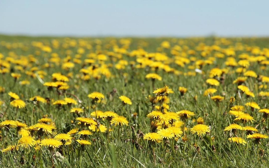 Live Longer with Dandelion and its 15 best benefits