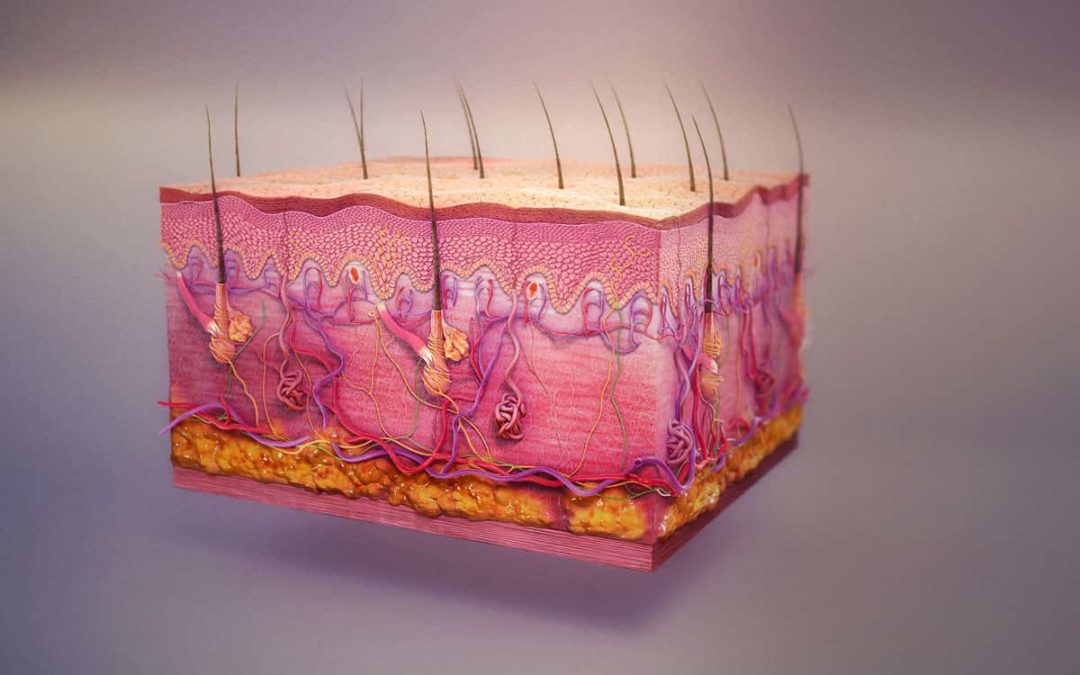 7 Main Functions Of The Integumentary System