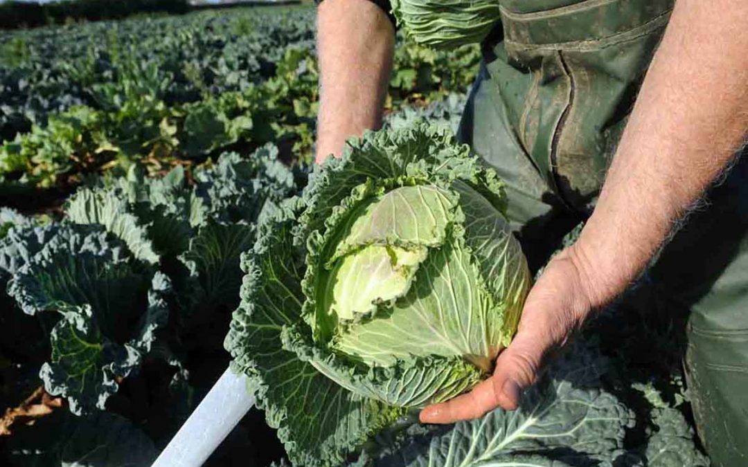 Benefits of the cabbage leaves for the gout