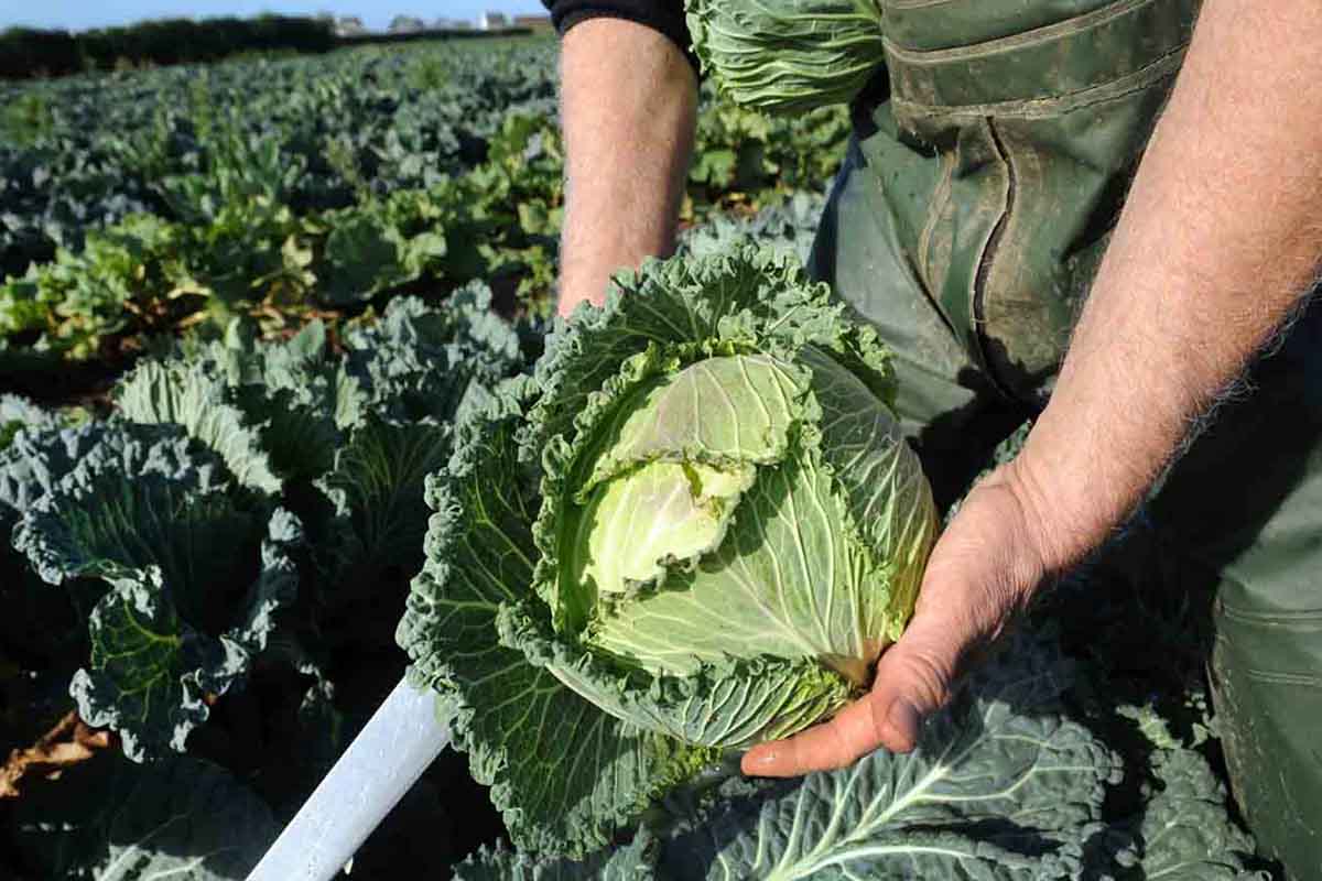 Chinese Cabbage Uric Acid