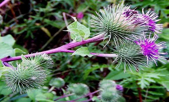 Burdock