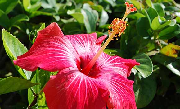Hibiscus-to-control-hair-fall