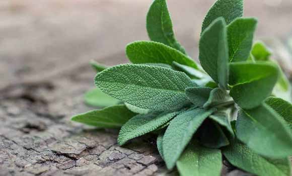Sage