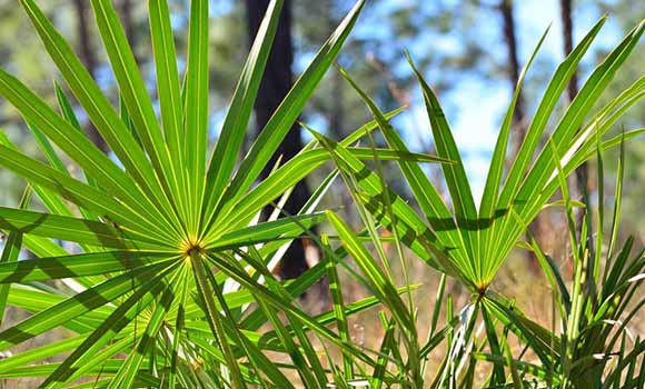 SawPalmetto