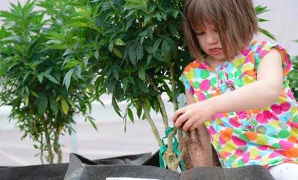 herbal treatment for epileptic seizures