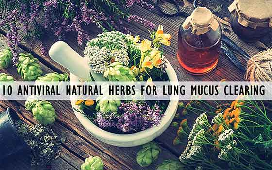 Antiviral Herbs To Kill Viruses & Clear Lung Mucus