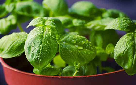 Basil
