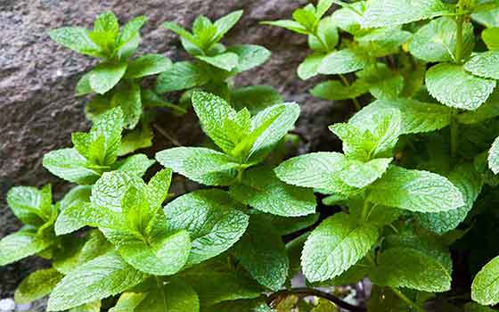 Peppermint