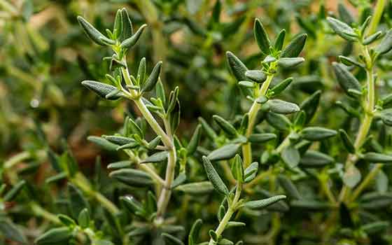 Thyme