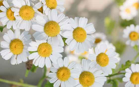 Chamomile