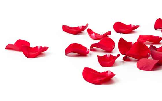 Rose Petals