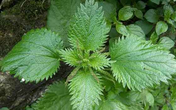 Nettle leaves