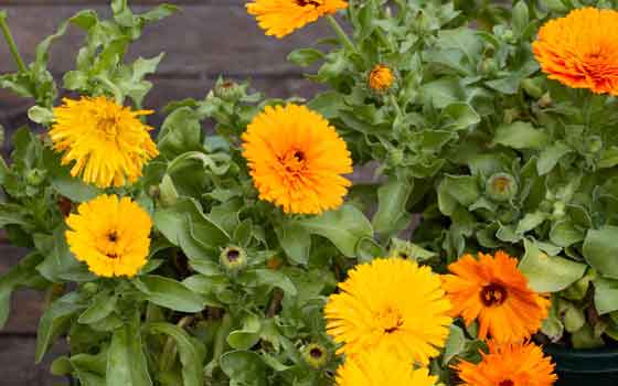 calendula flowers