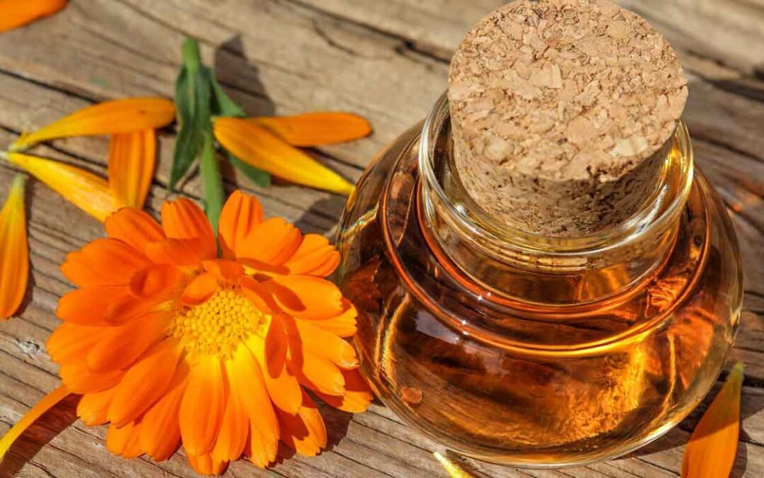 Steps to make your own calendula oil at home