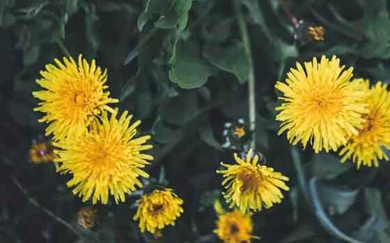 dandelion and herbs