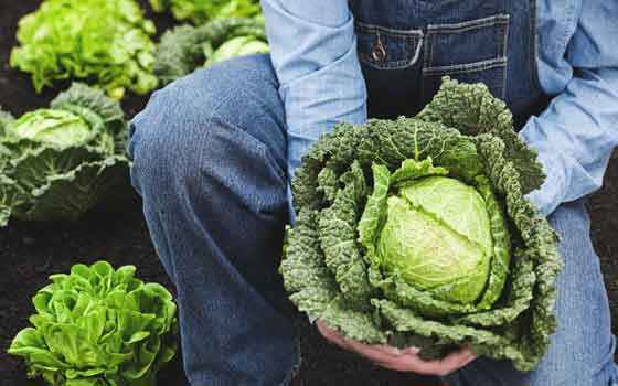 Nutritional value of savoy cabbage