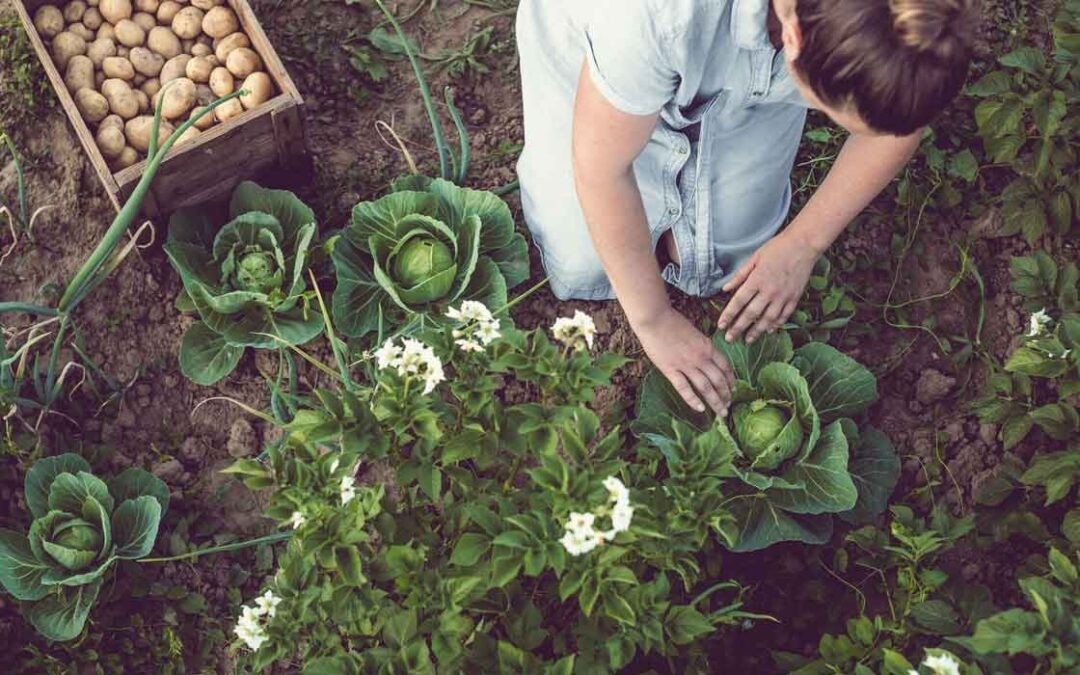 Nutritional value of savoy cabbage