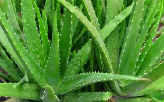 Aloe Vera